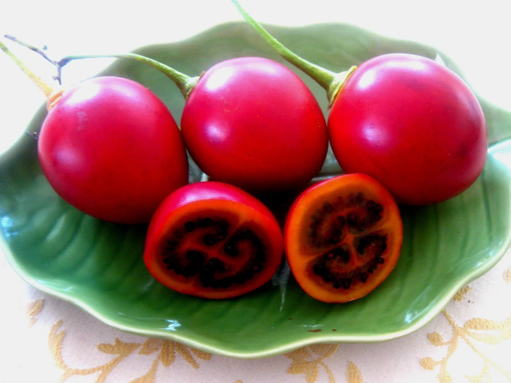 Tamarillo Tree Tomato Seeds - Cyphomandra betacea 10 Seeds - Vegetable Seeds - Image 2