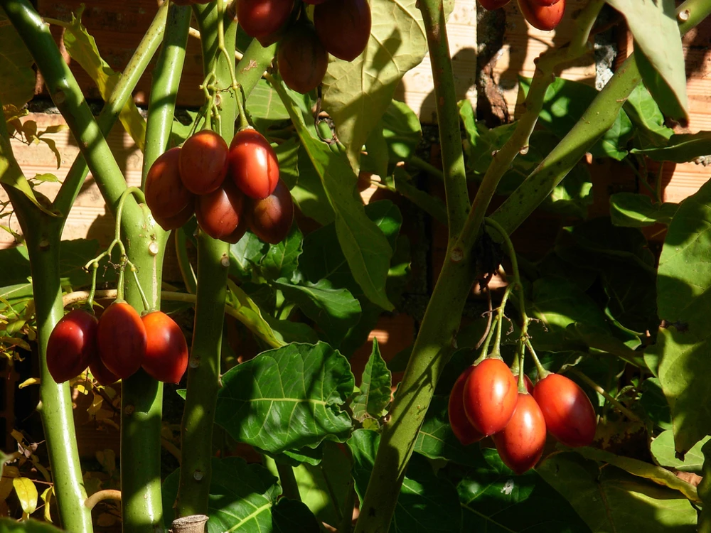 Tamarillo Tree Tomato Seeds - Cyphomandra betacea 10 Seeds - Vegetable Seeds - Image 1