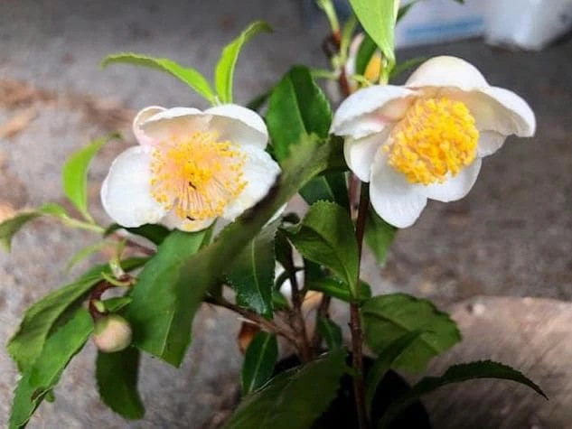 Tea Tree Live Plant – 3 inch Pot – Evergreen Aromatic Shrub – Full Sun - Image 1