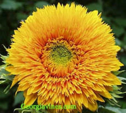 Teddy Bear Sunflower Seeds - 15 Seeds - Annual Flowers - Easy Grow - Image 1