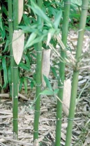 Temple Bamboo Live Plant, Semiarundinaria fastuosa 'Viridis', 1 Gallon Pot, 3-5 ft Tall, Cold Hardy - Image 1