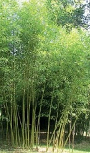 Temple Bamboo Live Plant, Semiarundinaria fastuosa 'Viridis', 1 Gallon Pot, 3-5 ft Tall, Cold Hardy - Image 2