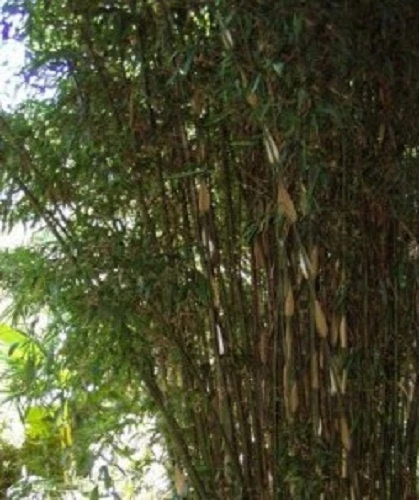 Temple Bamboo Live Plant, Semiarundinaria fastuosa 'Viridis', 1 Gallon Pot, 3-5 ft Tall, Cold Hardy - Image 3