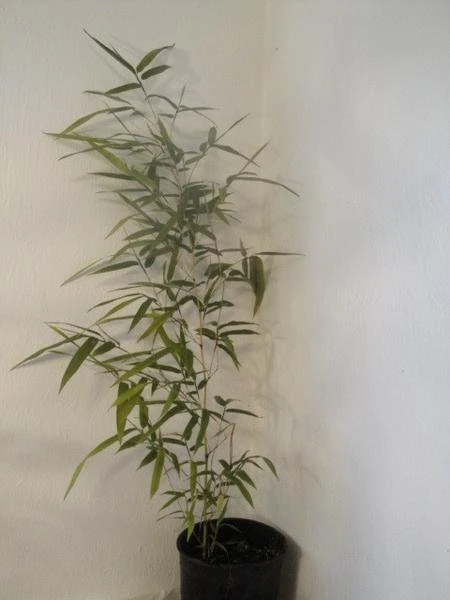 Temple Bamboo Live Plant, Semiarundinaria fastuosa 'Viridis', 1 Gallon Pot, 3-5 ft Tall, Cold Hardy - Image 5