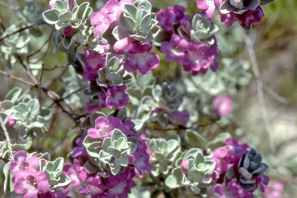 Texas Greencloud Sage Live Plant 1 Gallon - Drought Tolerant Shrub - Image 1