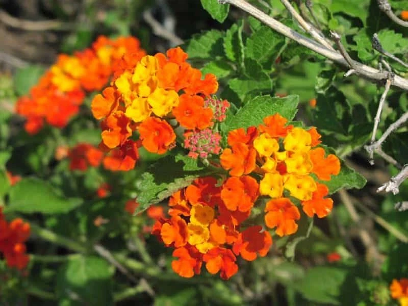 Texas Lantana Plant – Live 1 Gallon Fully Rooted Shrub – Outdoor Sun - Image 1
