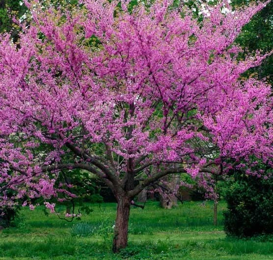 Texas Redbud Oklahoma Seeds - Cercis canadensis var. texensis - 5 Seeds - Image 1