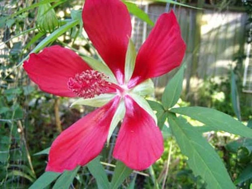 Texas Star Hibiscus Seeds - Red Hibiscus Coccineus - 10 Seeds - Perennial Flower - Image 1