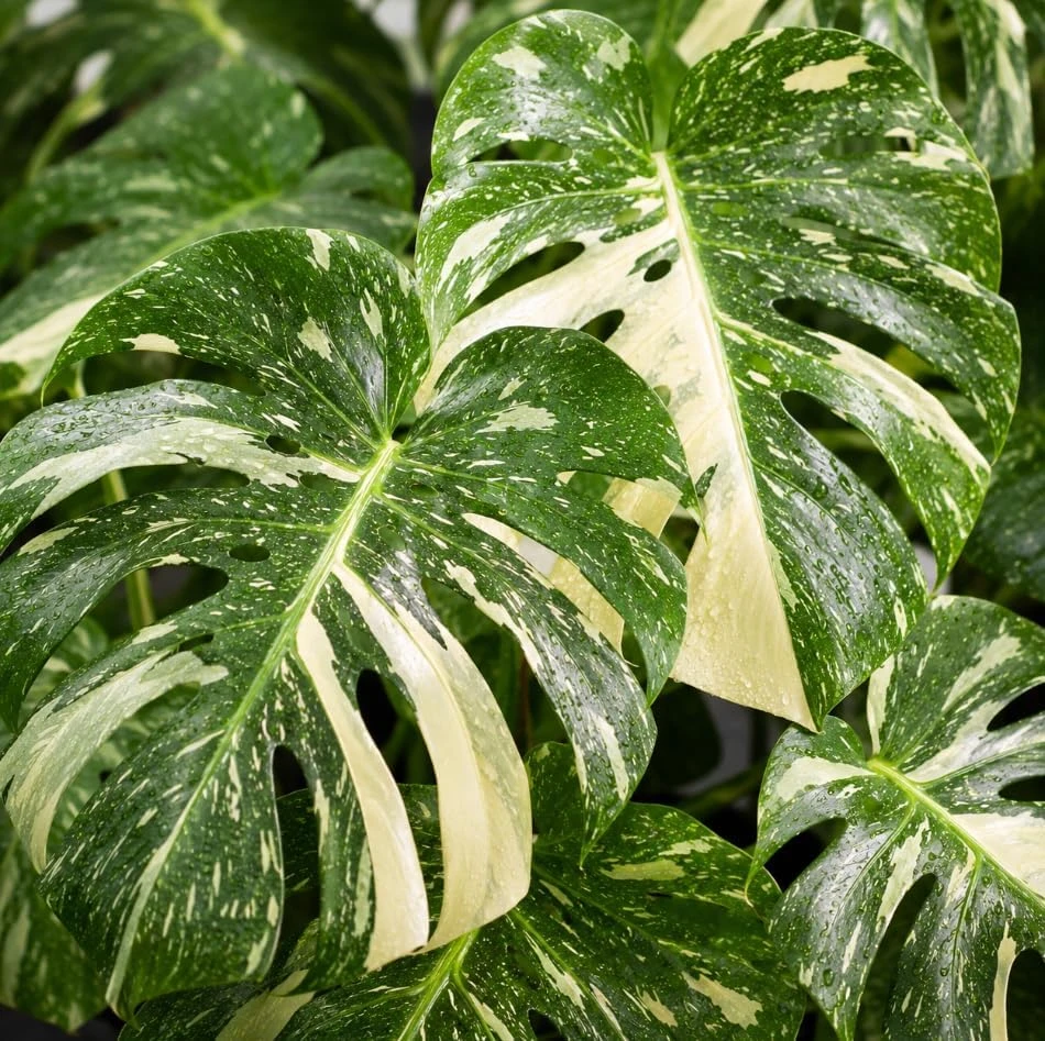 Thai Constellation Monstera Live Plants 4-7 Inches Tall Variegated Indoor - Image 2