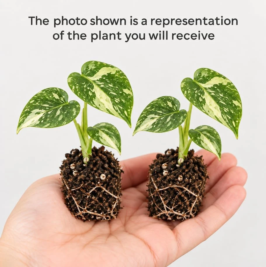 Thai Constellation Monstera Live Plants 4-7 Inches Tall Variegated Indoor - Image 3