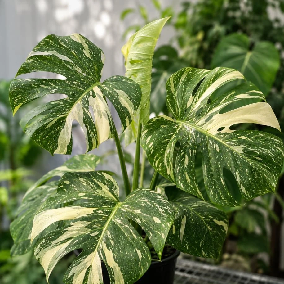 Thai Constellation Monstera Live Plants 4-7 Inches Tall Variegated Indoor - Image 7