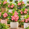 Thai Marble Pink Crown of Thorns Live Plant in Pot, 4-6 Inch Tall, Euphorbia Milii Plant for Garden Planting - Image 1