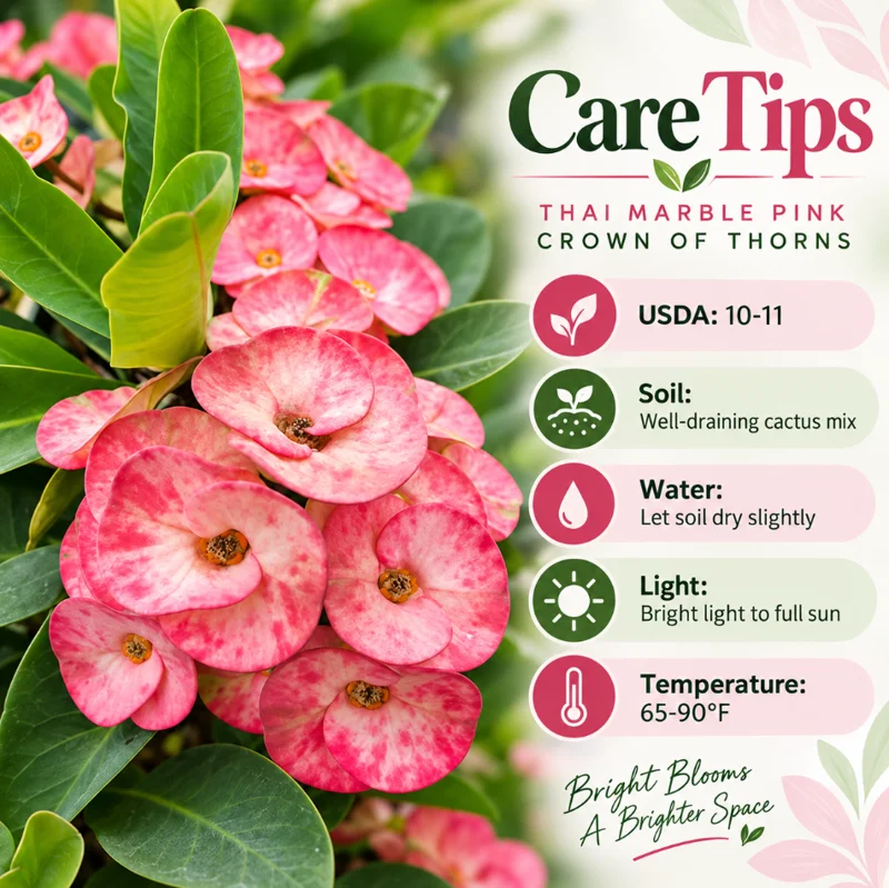 Thai Marble Pink Crown of Thorns Live Plant in Pot, 4-6 Inch Tall, Euphorbia Milii Plant for Garden Planting - Image 6