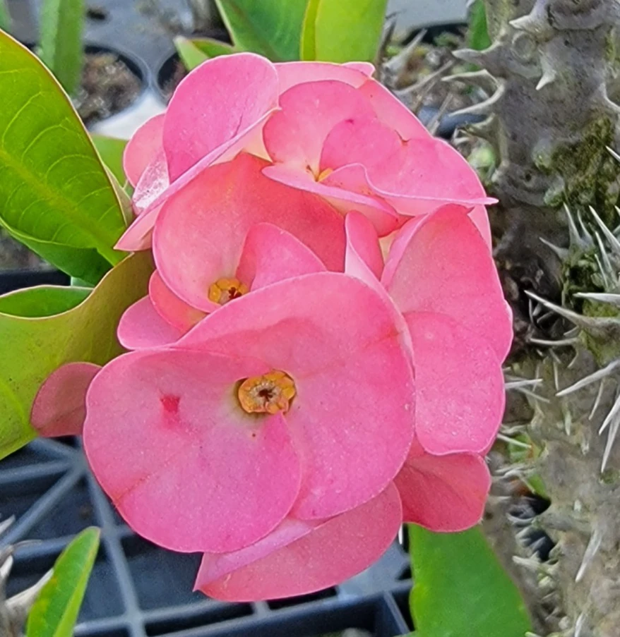 Thai Pink Crown of Thorns Live Plant 7-12" Tall - Euphorbia Milii - Indoor/Outdoor - Image 1