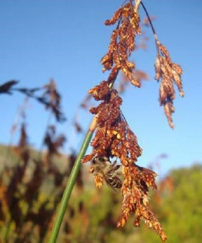 Thamnochortus Spinigerus Seeds - Large Thatching Reed - 20 Seeds - Perennial - Image 2