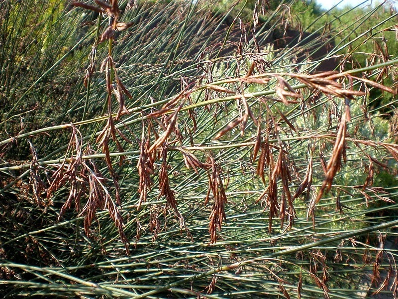 Thamnochortus Spinigerus Seeds - Large Thatching Reed - 20 Seeds - Perennial - Image 3