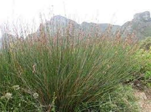 Thamnochortus Spinigerus Seeds - Large Thatching Reed - 20 Seeds - Perennial - Image 1