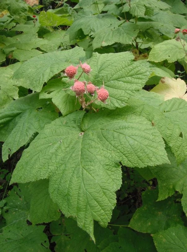 Thimbleberry Live Plant – 2-Pack, 3-4" Tall, 4" Pot – Native Berry Shrub for Shade - Image 1