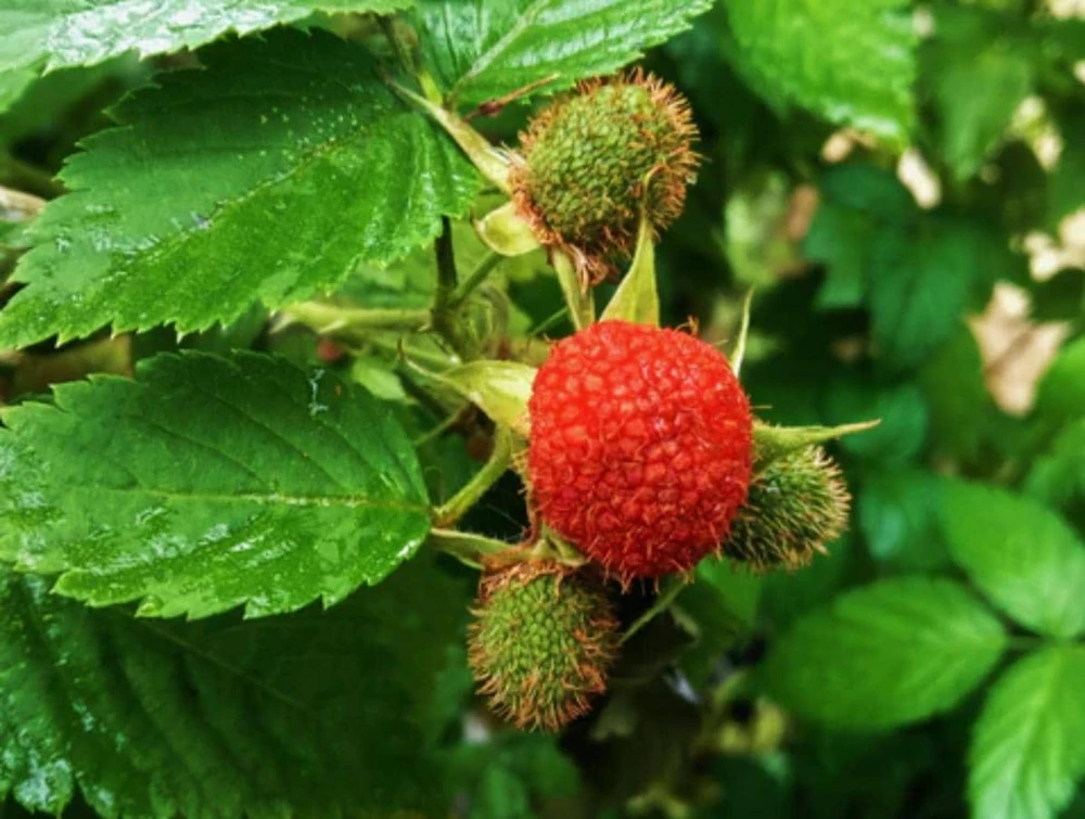 Thimbleberry Live Plant – 4" Pot, 1-Foot Tall – Edible Berries, Deciduous Shrub - Image 1