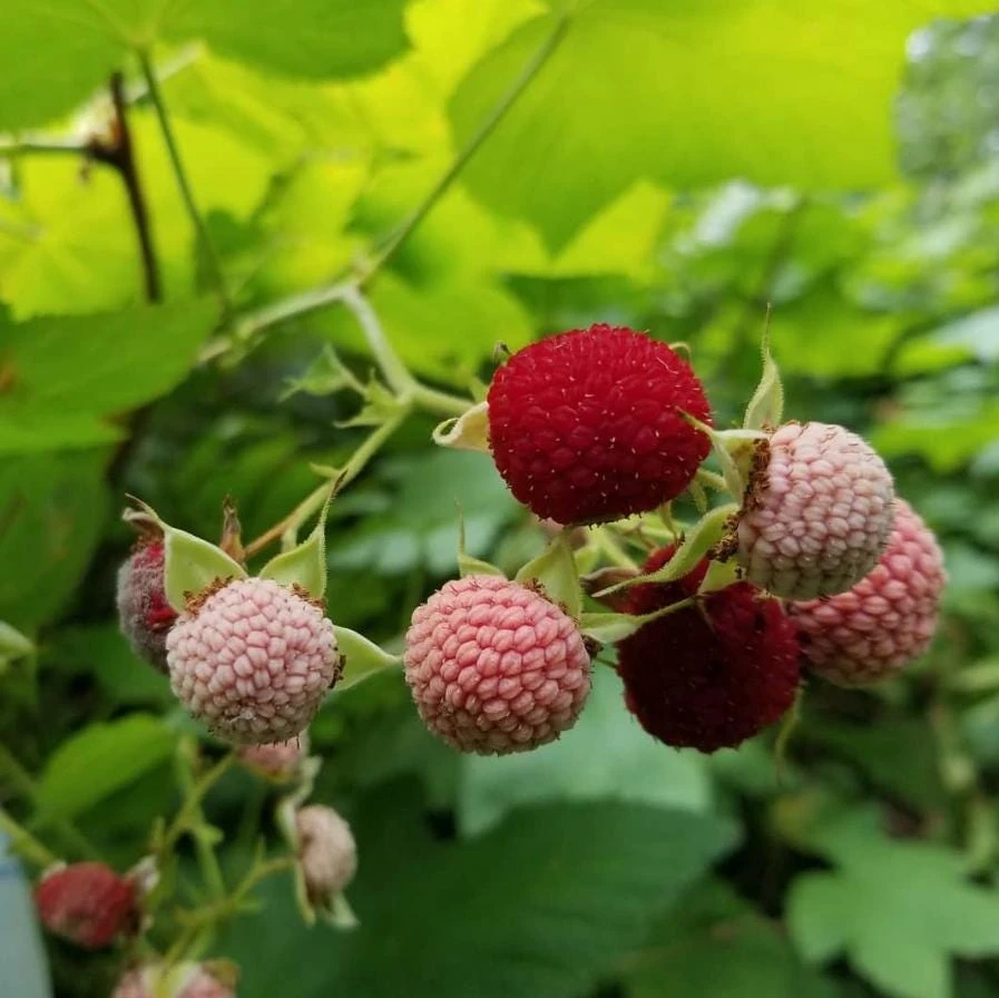 Thimbleberry Live Plant – Native Berry Shrub – 3-4" Tall – 4" Pot – Edible Berries - Image 1