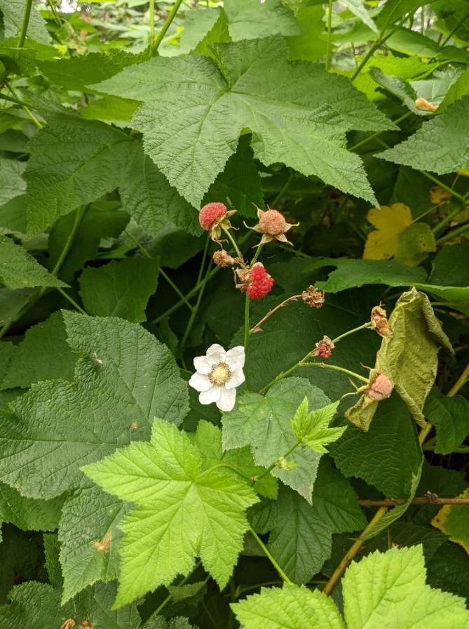Thimbleberry Live Plant – Native Berry Shrub – Rubus parviflorus – 3-4" Tall in 5" Pot – Edible Berries - Image 1