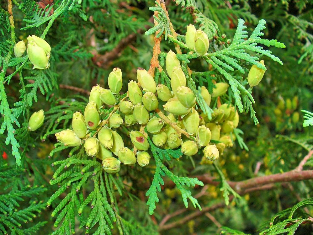 Thuja occidentalis Wareana Lutescens Seeds - 10 Pack for Outdoor Planting - Image 2