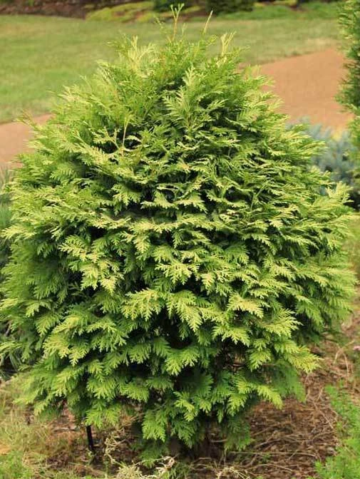 Thuja occidentalis Wareana Lutescens Seeds - 10 Pack for Outdoor Planting - Image 1