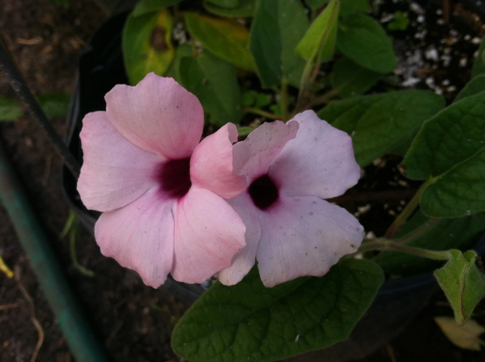Thunbergia Alata Raspberry Smoothie Live Plant - Quart Pot - Pink Flowers - Image 1