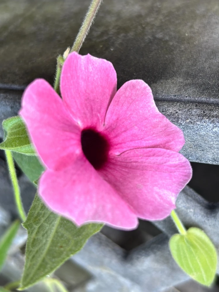 Thunbergia Raspberry Smoothie Live Plant โ 1 Gallon Vine โ Outdoor Pink Flowers - Image 2