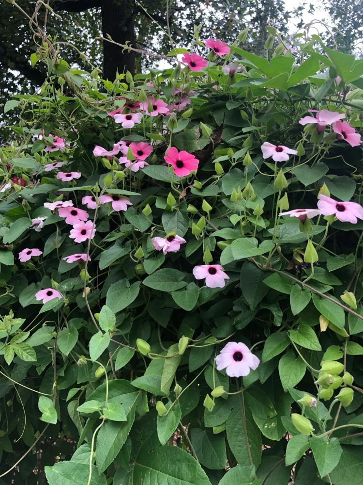 Thunbergia Raspberry Smoothie Live Plant โ 1 Gallon Vine โ Outdoor Pink Flowers - Image 3
