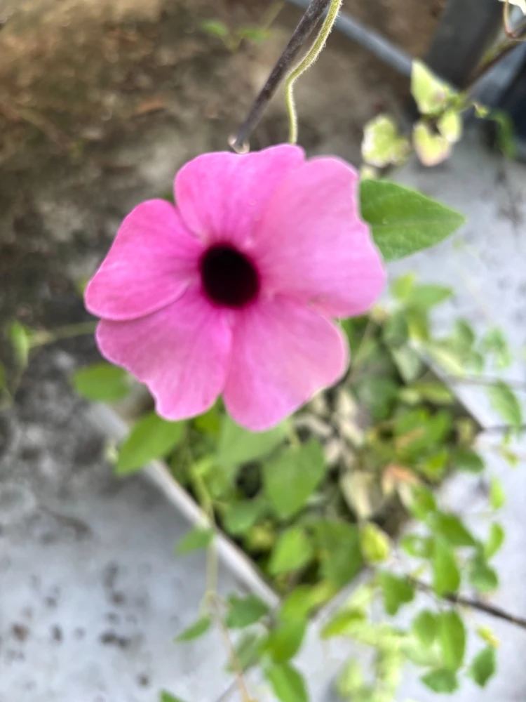 Thunbergia Raspberry Smoothie Live Plant โ 1 Gallon Vine โ Outdoor Pink Flowers - Image 4