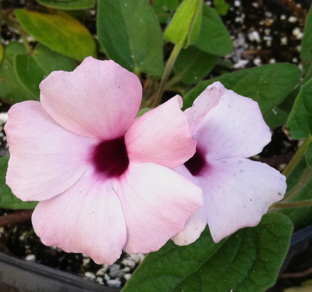 Thunbergia Raspberry Smoothie Live Plant โ 1 Gallon Vine โ Outdoor Pink Flowers - Image 5