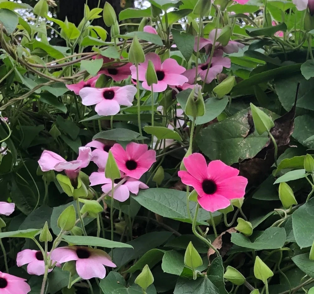 Thunbergia Raspberry Smoothie Live Plant โ 1 Gallon Vine โ Outdoor Pink Flowers - Image 6