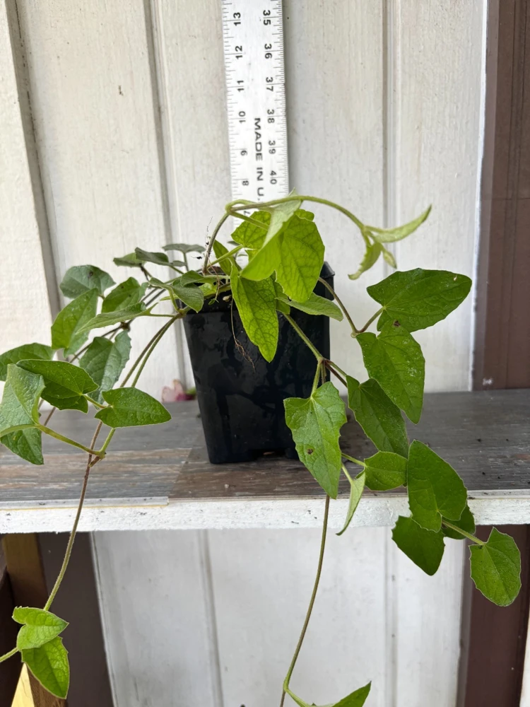 Thunbergia Raspberry Smoothie Live Plant โ 1 Gallon Vine โ Outdoor Pink Flowers - Image 7