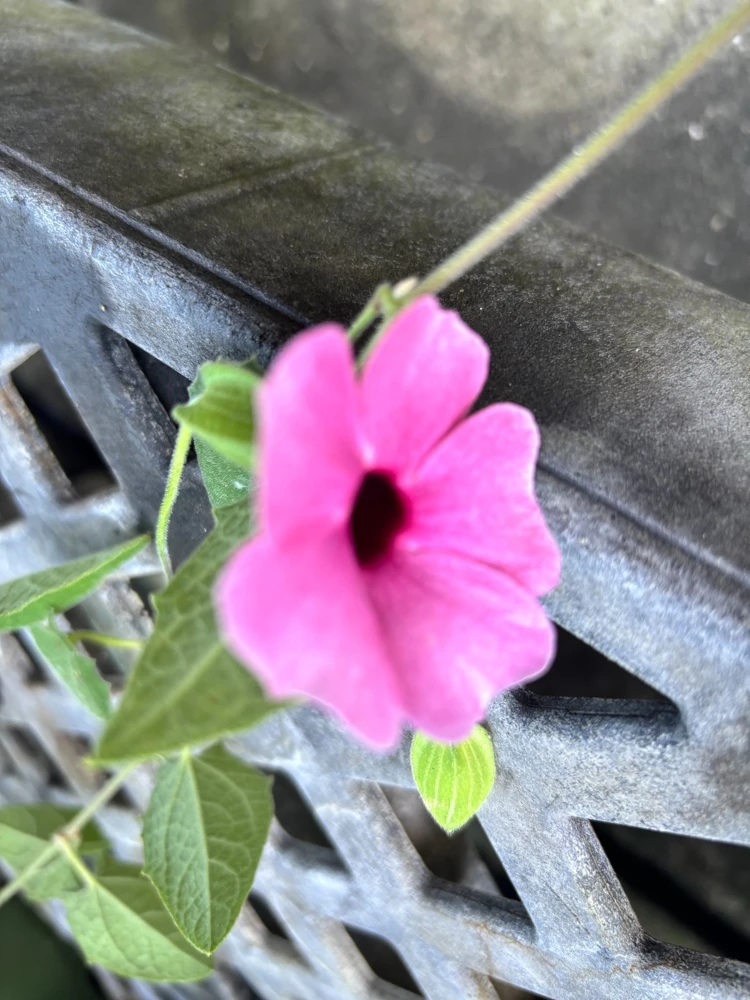 Thunbergia Raspberry Smoothie Live Plant – 1 Gallon Vine – Outdoor Pink Flowers - Image 1
