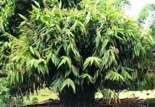Thysanolaena Maxima Tiger Grass Seeds - 20 Perennial Seeds - Image 1