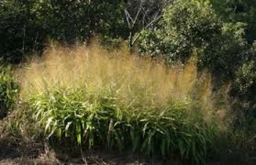 Thysanolaena Maxima Tiger Grass Seeds - 20 Perennial Seeds - Image 2