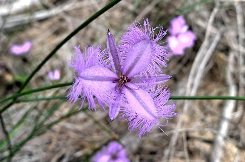 Thysanotus Pyramidalis Seeds - Rare Fringe Lily - 8 Seeds Perennial - Image 2