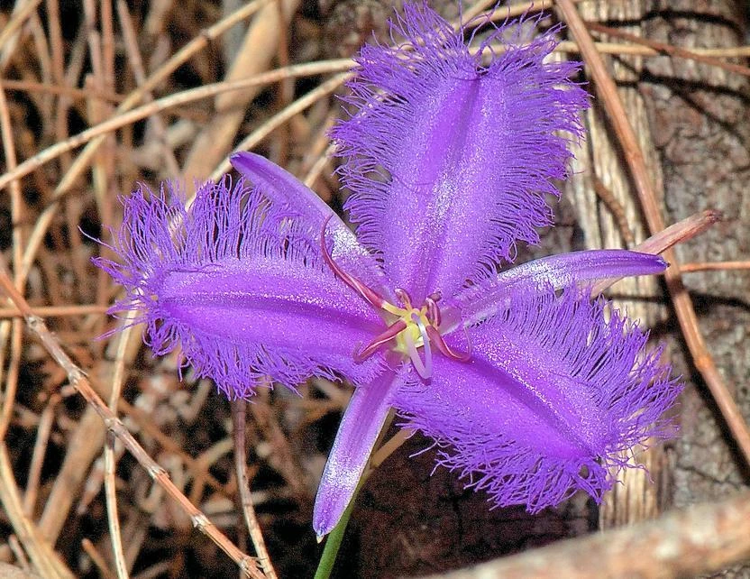 Thysanotus Pyramidalis Seeds - Rare Fringe Lily - 8 Seeds Perennial - Image 1
