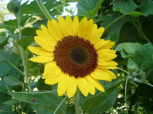 Tiffany Sunflower Seeds – 15 Count – Annual Flower Seeds - Image 1