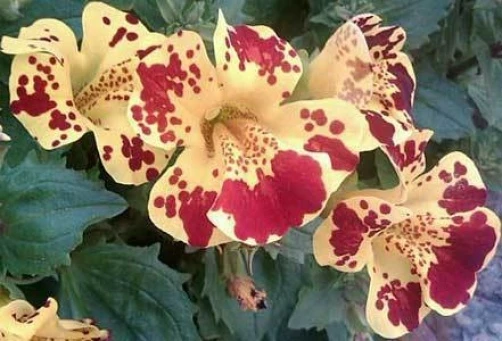 Tiger Monkey Flower Seeds - Mimulus grandiflorus - 20 Seed Pack - Vibrant Blooms - Image 2
