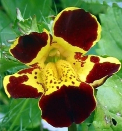 Tiger Monkey Flower Seeds - Mimulus grandiflorus - 20 Seed Pack - Vibrant Blooms - Image 3