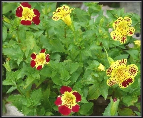 Tiger Monkey Flower Seeds - Mimulus grandiflorus - 20 Seed Pack - Vibrant Blooms - Image 1