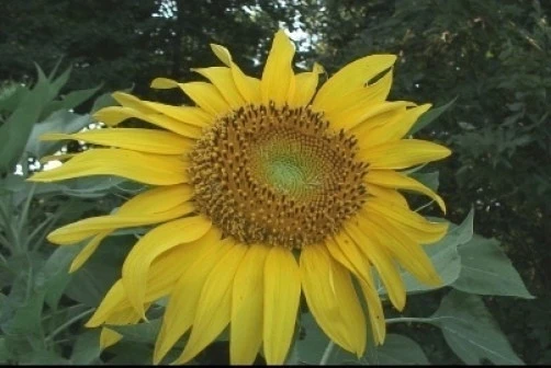 Titan Sunflower Seeds - Giant Helianthus annuus Flower Seeds, 10 Count - Image 1