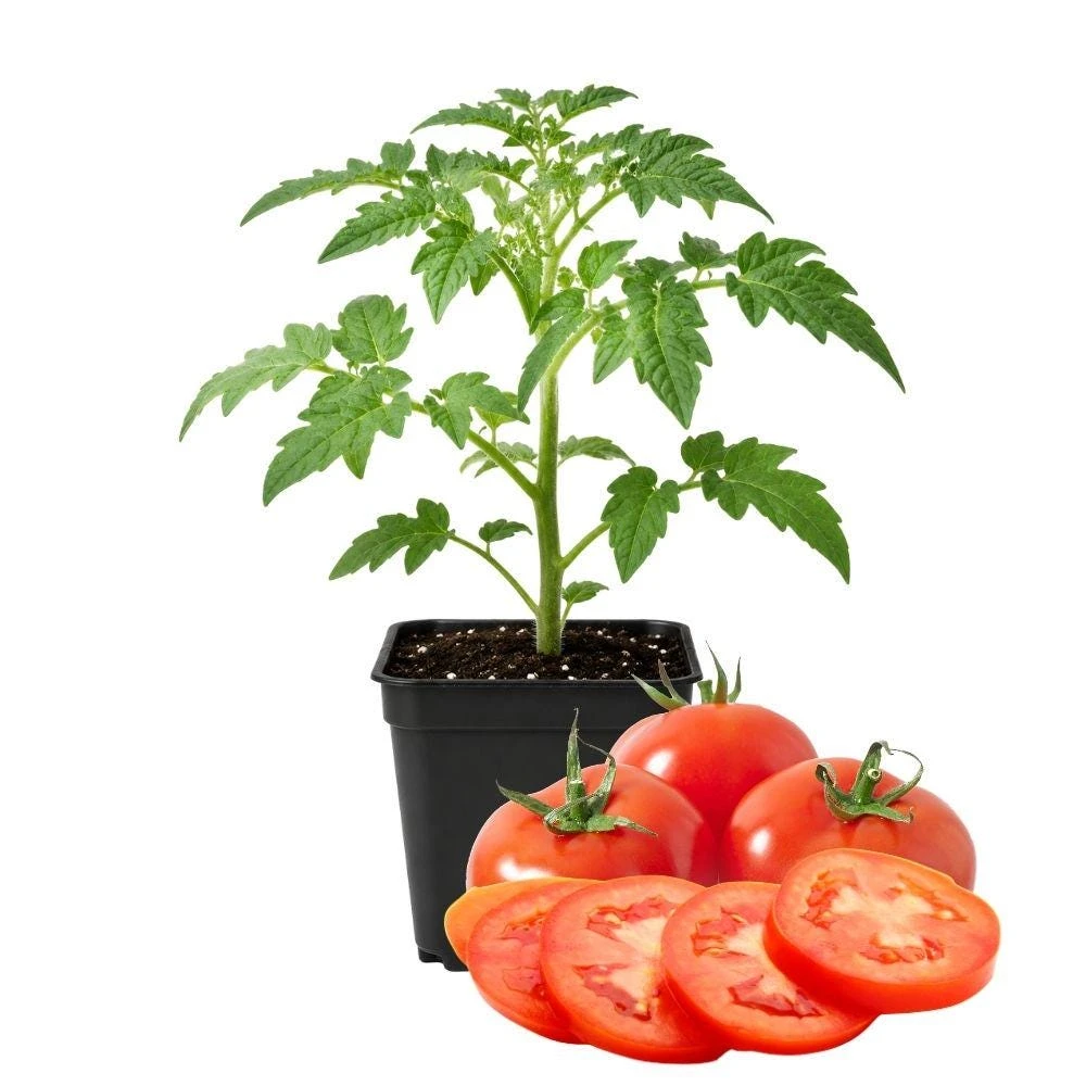 Tomato Big Fruit Live Plant – 4 Inch Pot – 8-10 Inch Tall Vegetable Starter Plant for Gardens - Image 1
