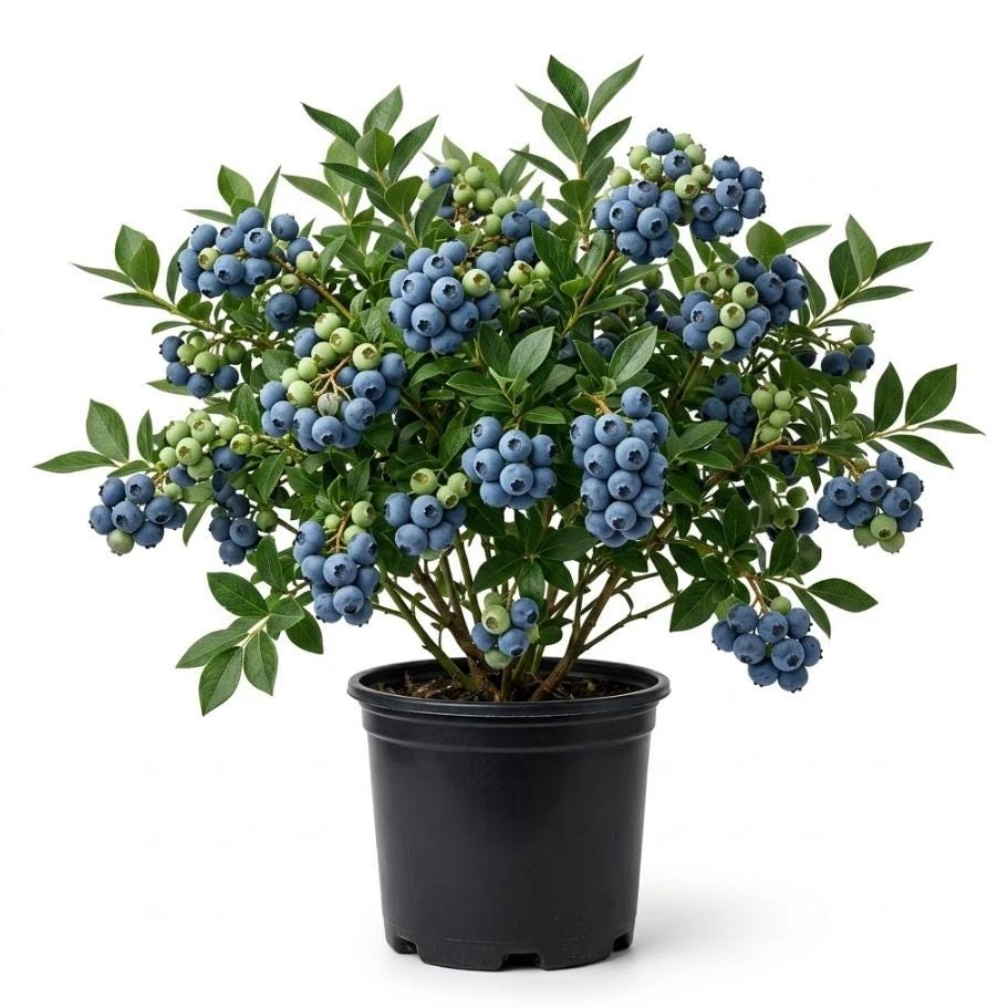 Top Hat Blueberry Bush Live Plant – Dwarf Vaccinium, Sweet Blue Berries, 4 inch Pot, Outdoor - Image 1
