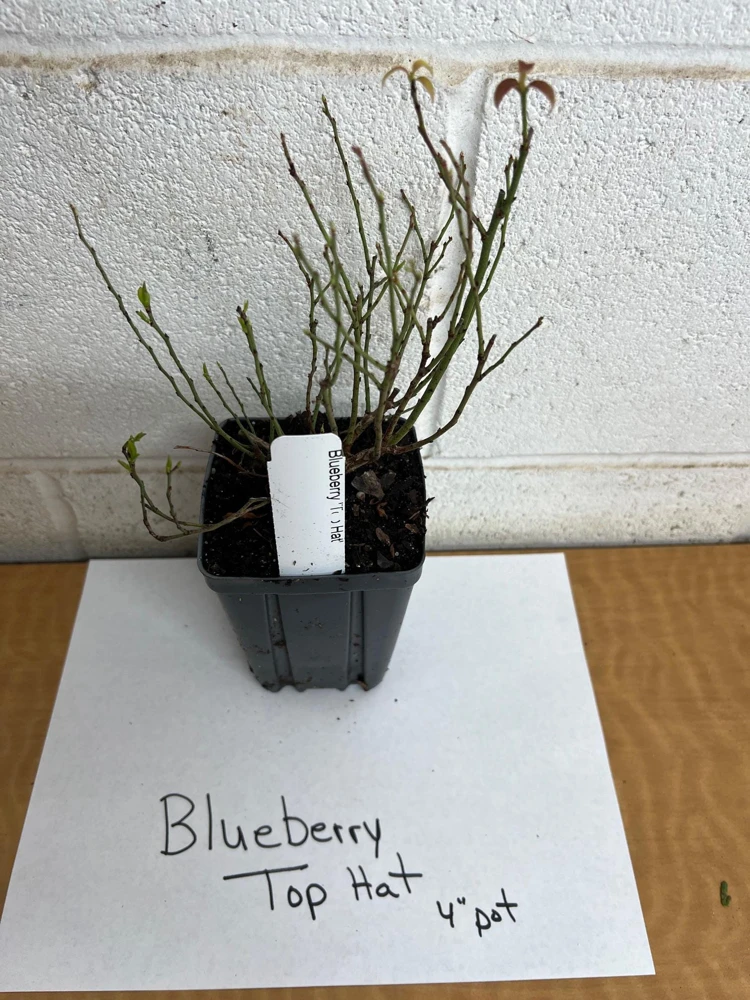 Top Hat Dwarf Blueberry Live Plant, 4 inch Pot, Compact Fruiting Shrub, Outdoor - Image 2