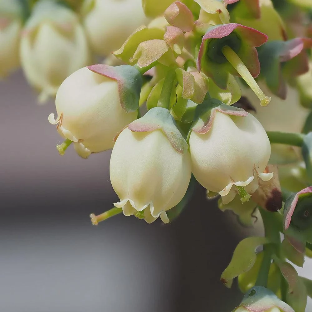 Top Hat Dwarf Blueberry Live Plant, 4 inch Pot, Compact Fruiting Shrub, Outdoor - Image 4