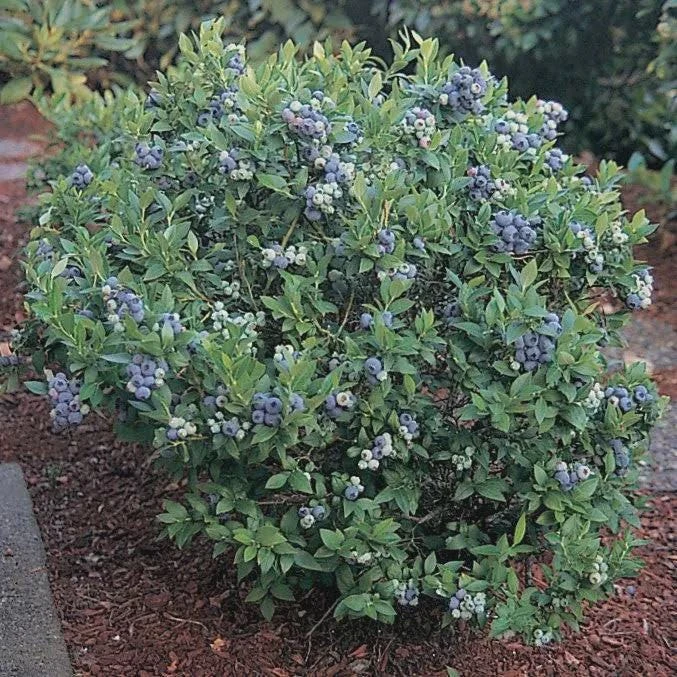 Top Hat Dwarf Blueberry Live Plant, 4 inch Pot, Compact Fruiting Shrub, Outdoor - Image 5