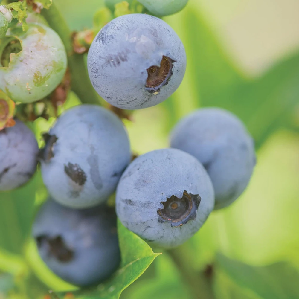 Top Hat Dwarf Blueberry Live Plant, 4 inch Pot, Compact Fruiting Shrub, Outdoor - Image 1